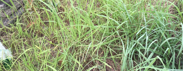 防草工事